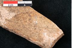 Foto (Detailansicht) von Cinnamomum polymorphum Braun (NHMW-GEO-2024-0188-7999)